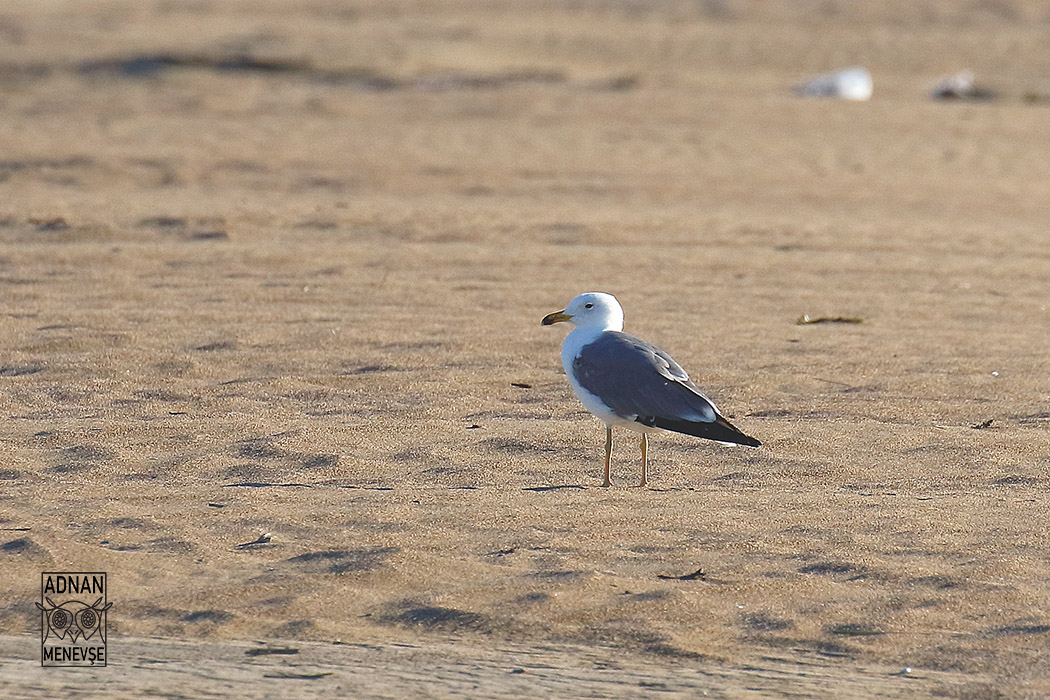 Armenian Gull